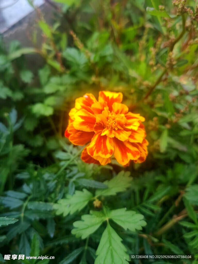 鲜艳万寿菊绽放绿叶间