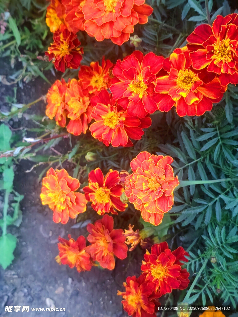 鲜艳万寿菊绽放