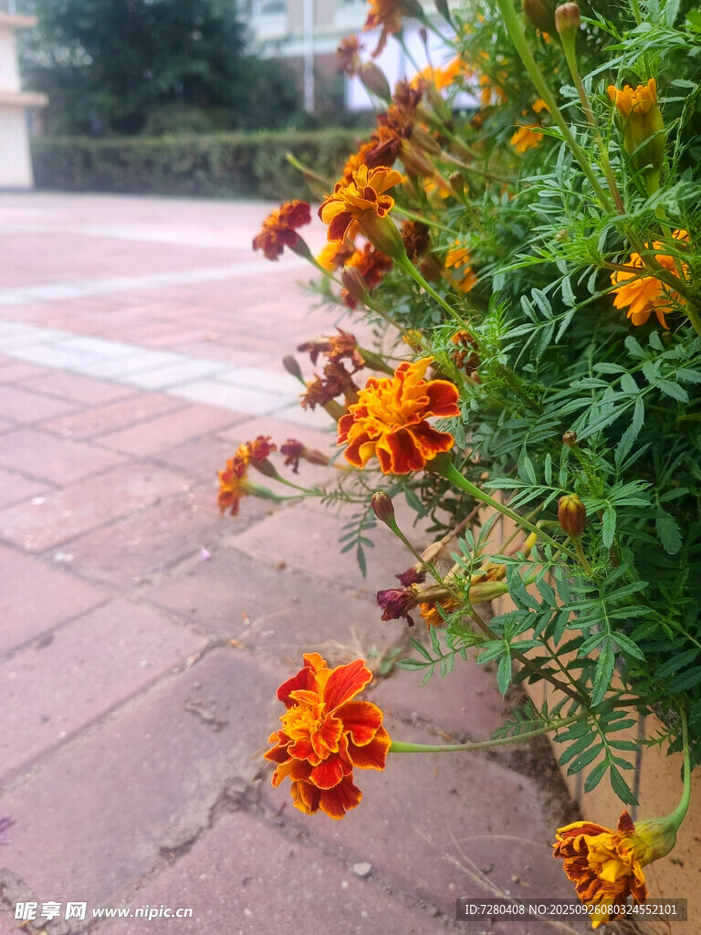 砖路旁绽放的鲜艳花朵