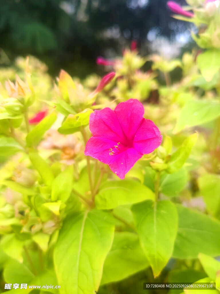 娇艳粉色花朵与翠绿叶片