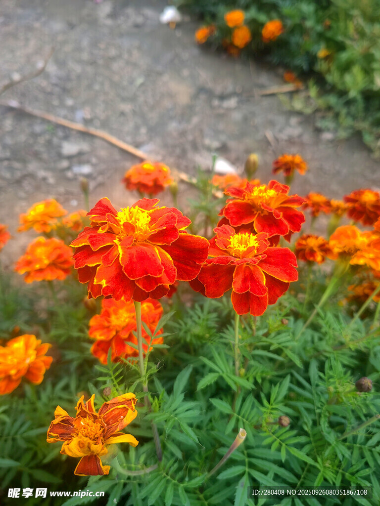 鲜艳橘色花朵绽放