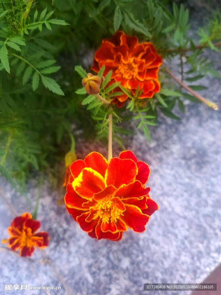 鲜艳万寿菊绽放于绿叶间