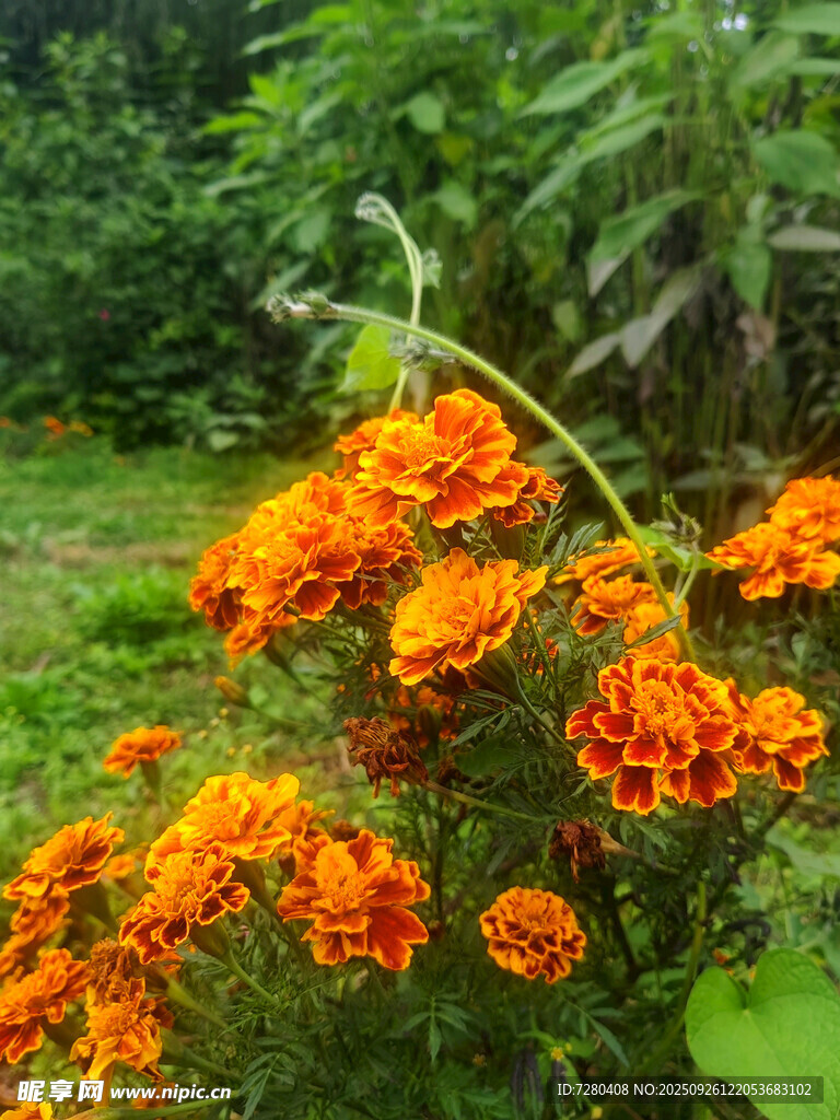 鲜艳万寿菊绽放于绿野