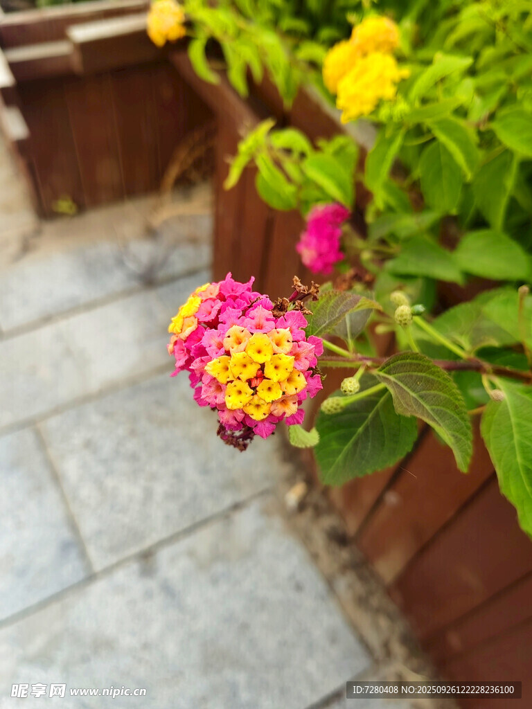 多彩花卉绽放于砖石旁