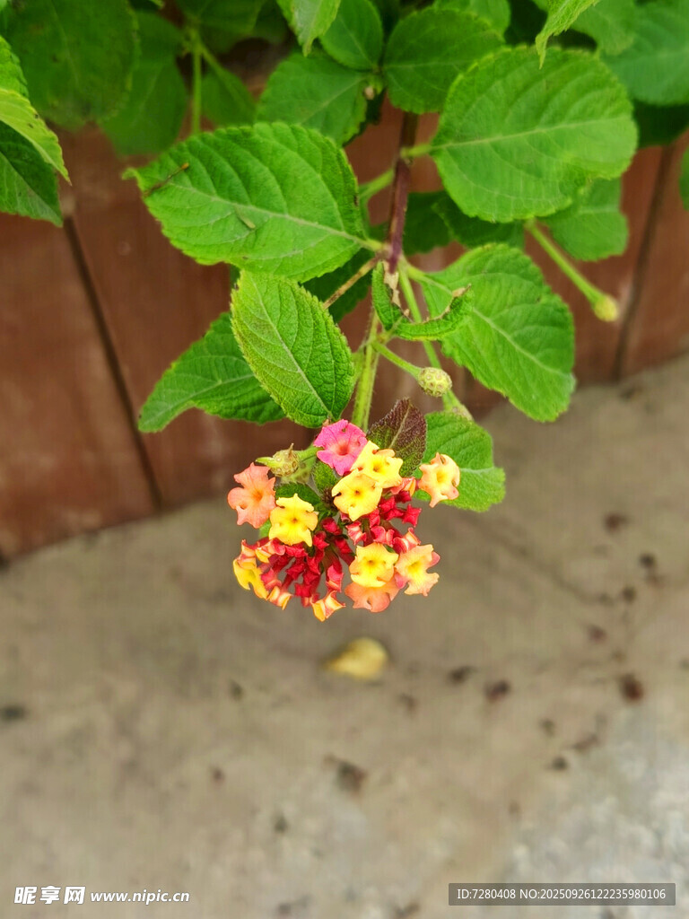 多彩马缨丹花朵特写