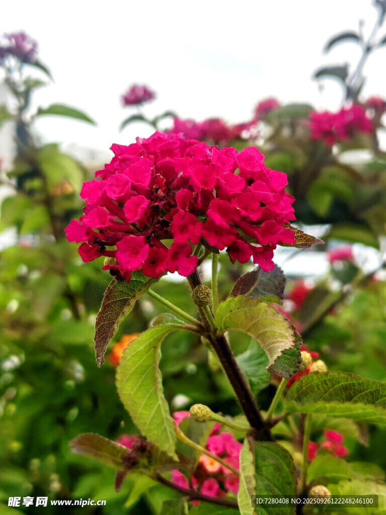 艳丽红花朵绽放绿叶间