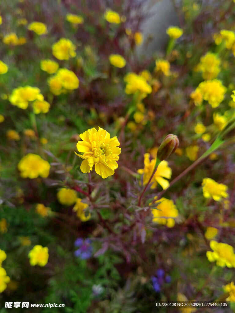 黄色小花绽放于草丛中