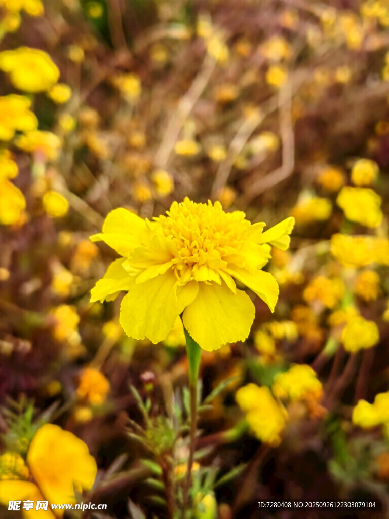 黄色小花绽放生机