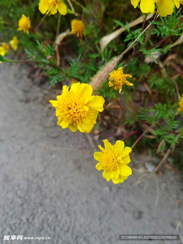 路边绽放的黄色小花