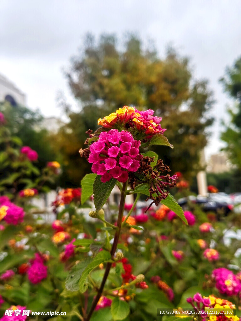 多彩花丛绽放美丽瞬间