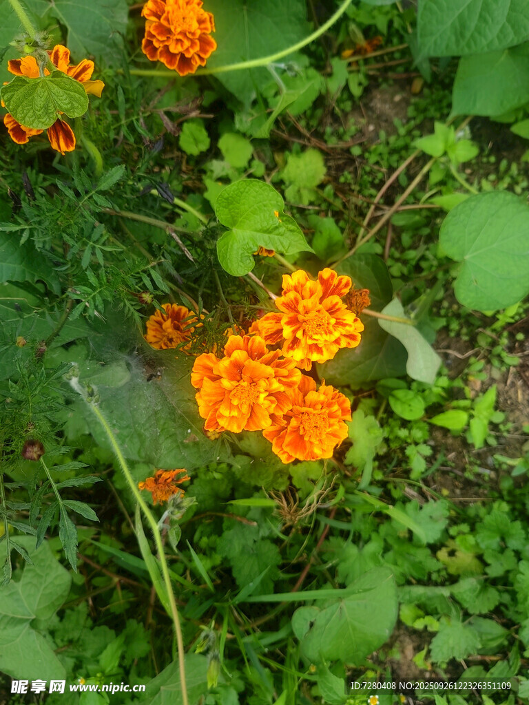 橙色花朵绽放于绿叶间