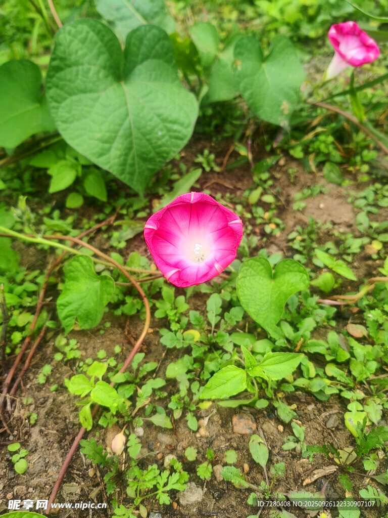 粉色牵牛花绽放于绿叶间