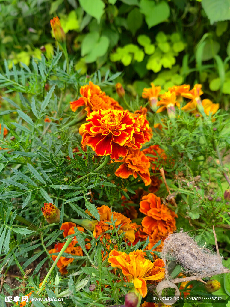 花园中盛放的多彩万寿菊