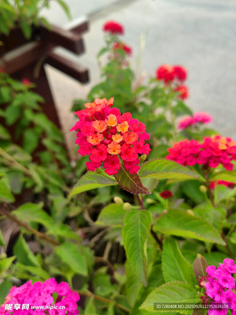 多彩花卉绽放生机