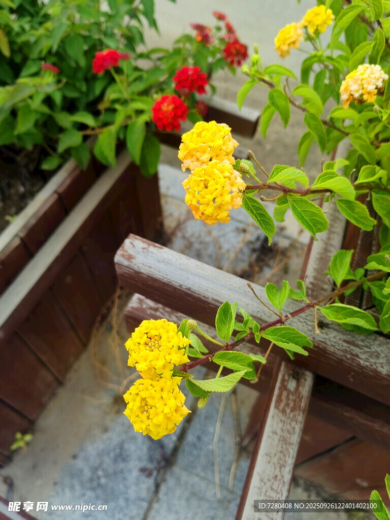 木栏边绽放的多彩花朵