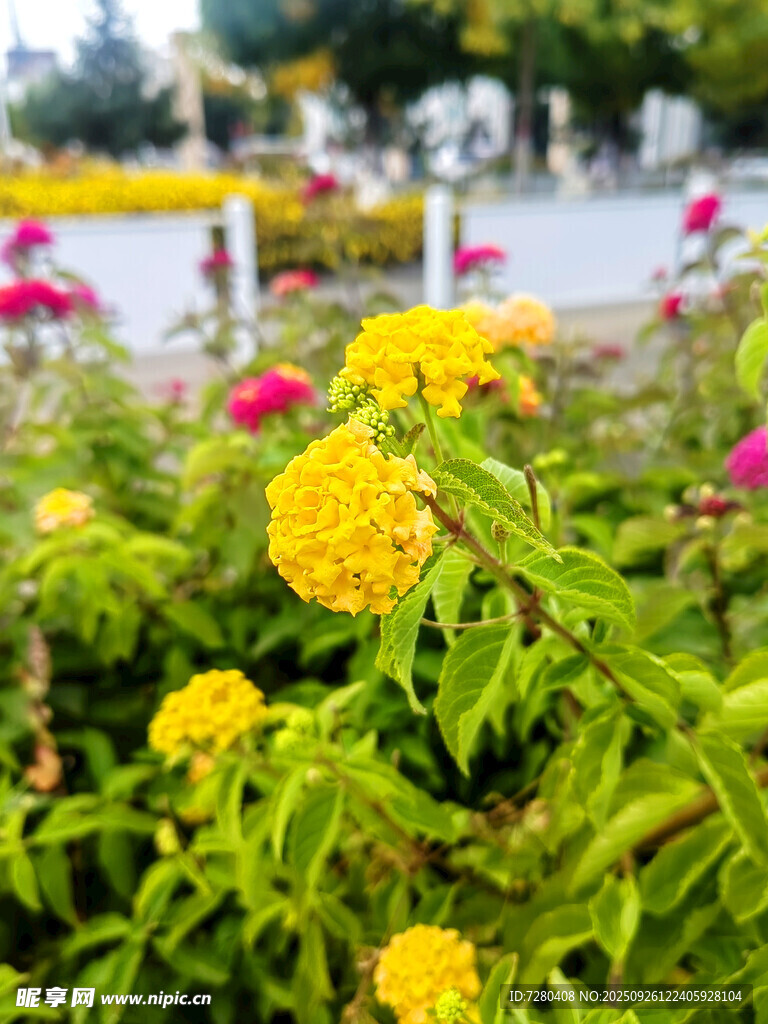 多彩花卉绽放生机