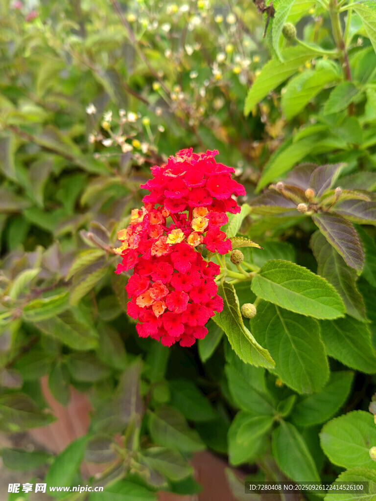 鲜艳红花朵绽于绿叶间