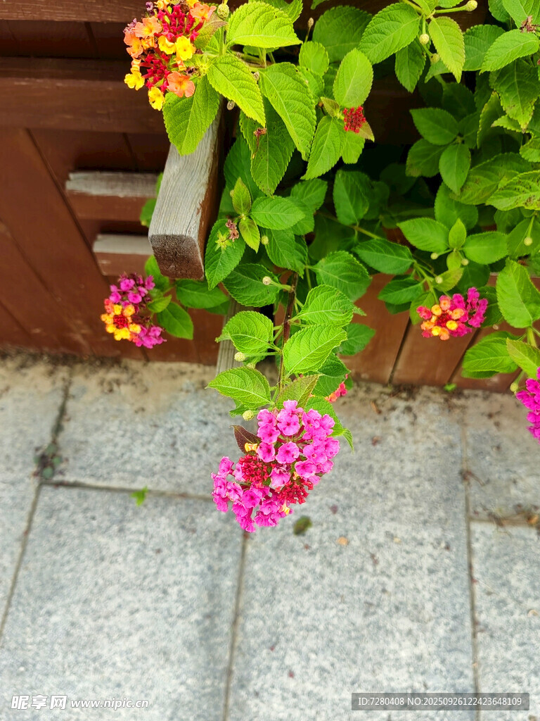 墙边绽放的多彩花卉