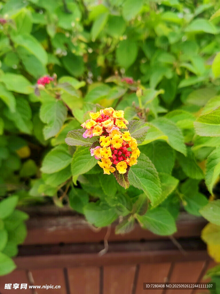 花盆中绽放的多彩花朵