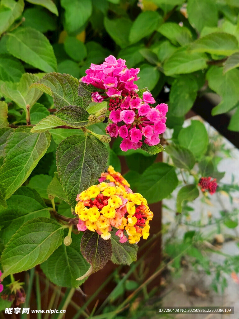 多彩马缨丹绽放