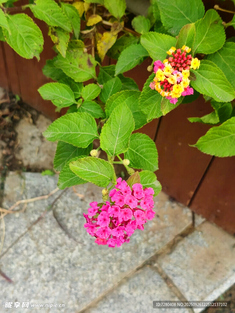 多彩花卉绽放于砖石旁