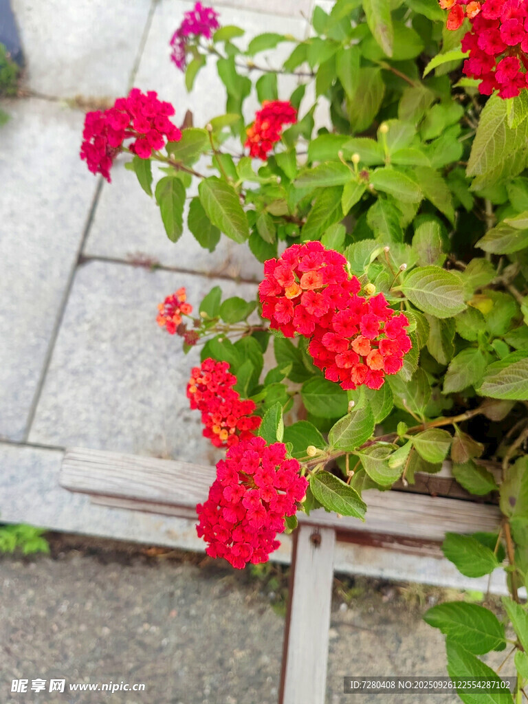 石边绽放的鲜艳红色花朵