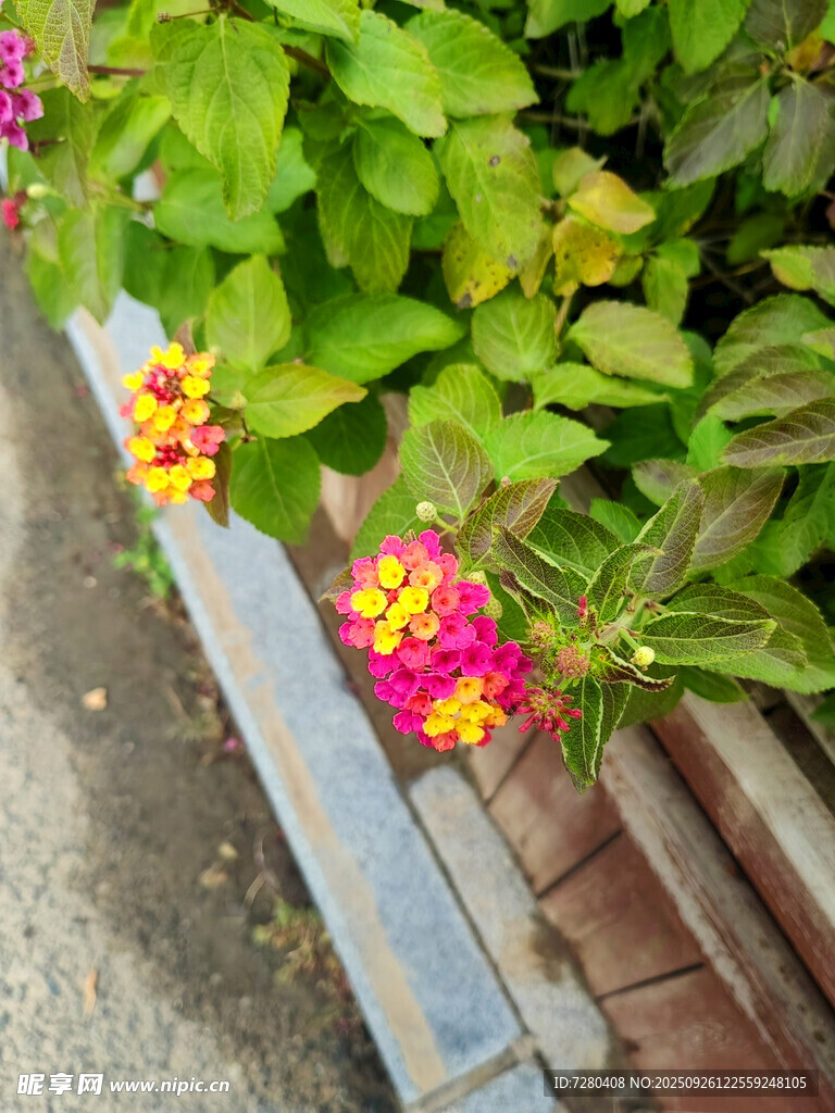 墙边多彩花卉绽放