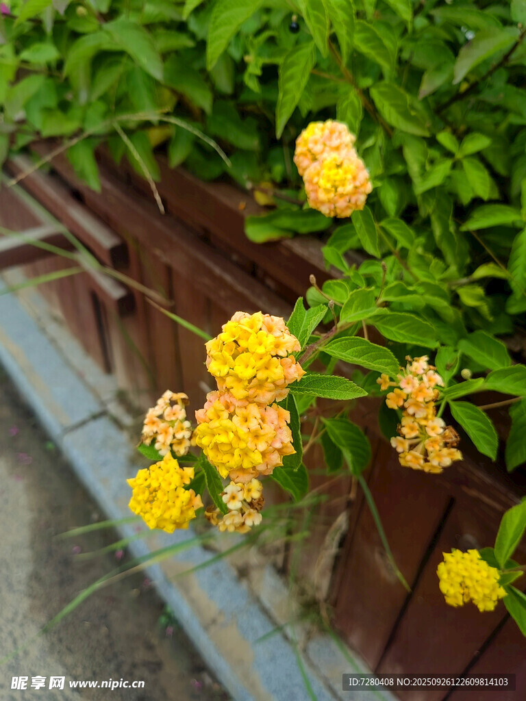 黄色小花攀附于木栅栏