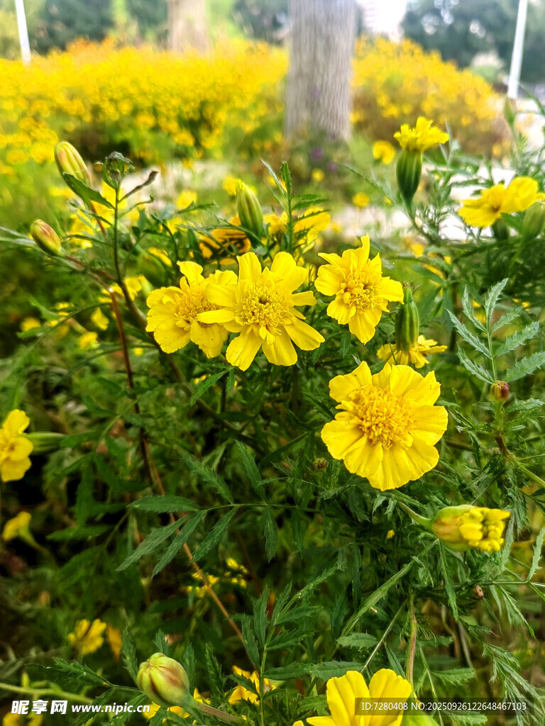 灿烂绽放的黄色小花