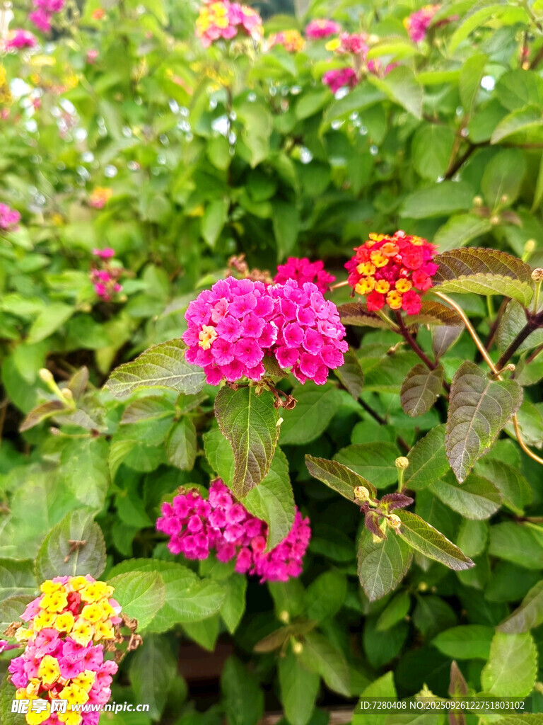 多彩缤纷的艳丽花卉景观