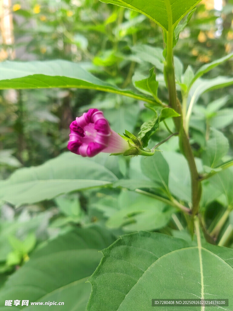 绿叶间的娇艳紫花