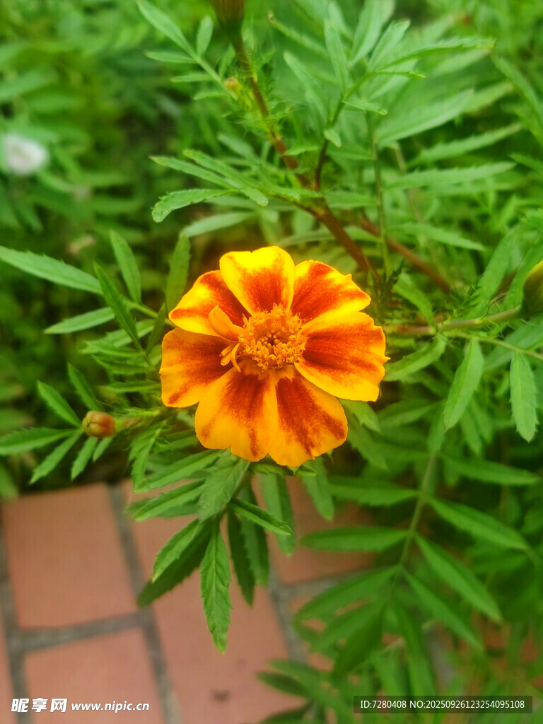 鲜艳单朵孔雀草绽放