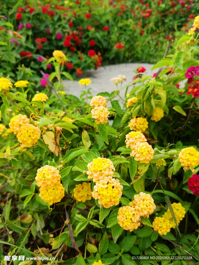 多彩花丛中的黄色花卉