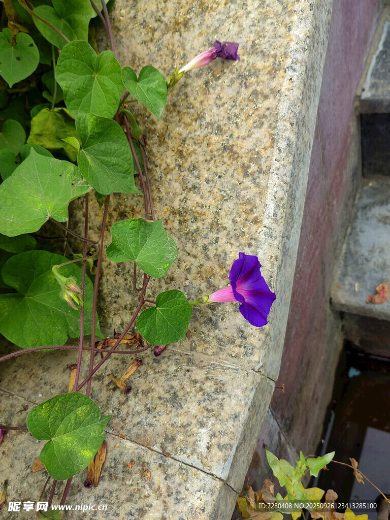 石缝中绽放的紫色牵牛花
