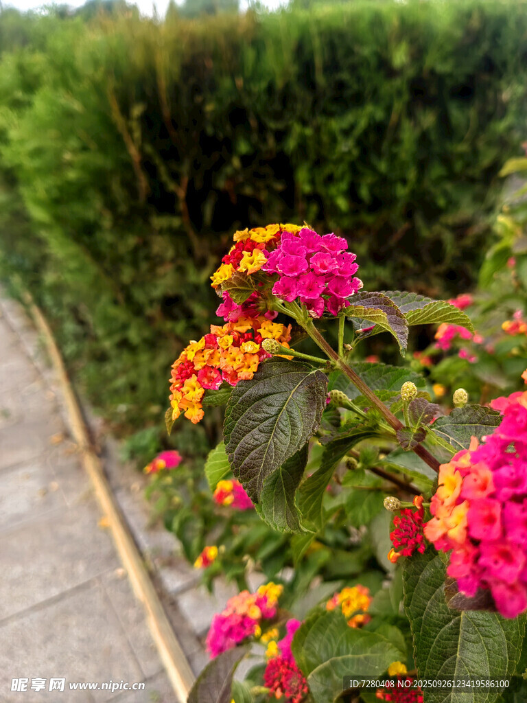 多彩花卉绽放于绿植旁
