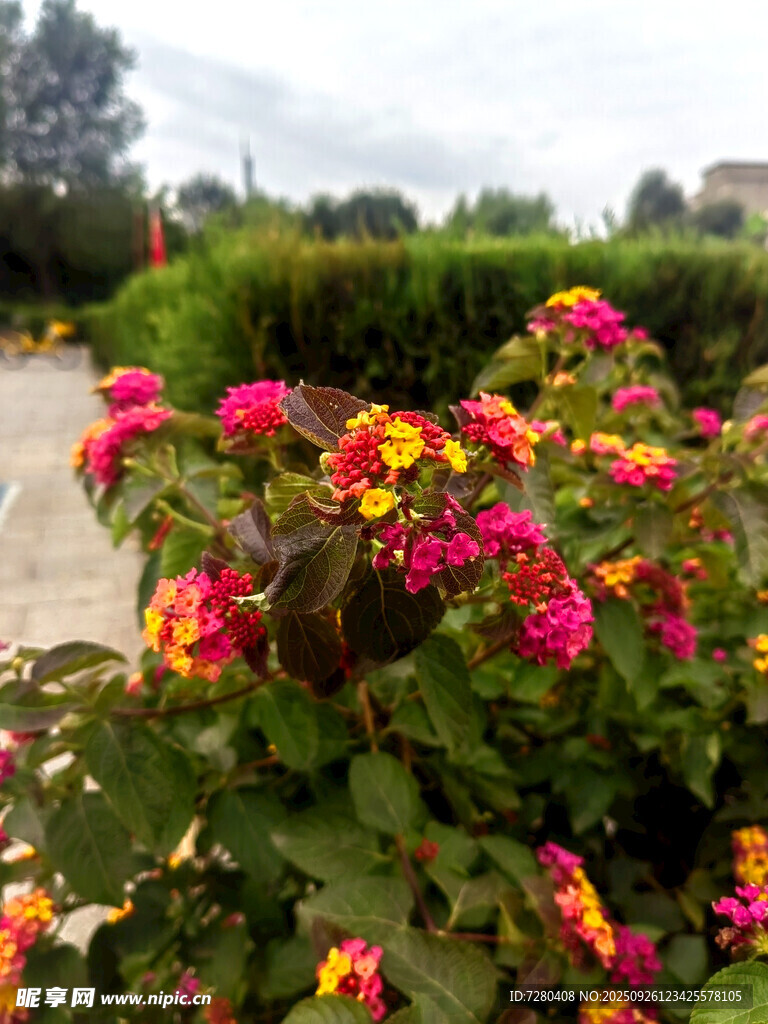 多彩花卉装点美丽景致