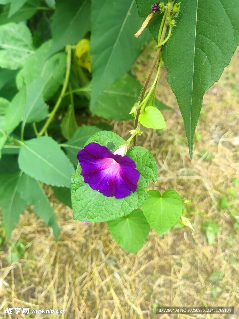 紫色牵牛花绽放于草地