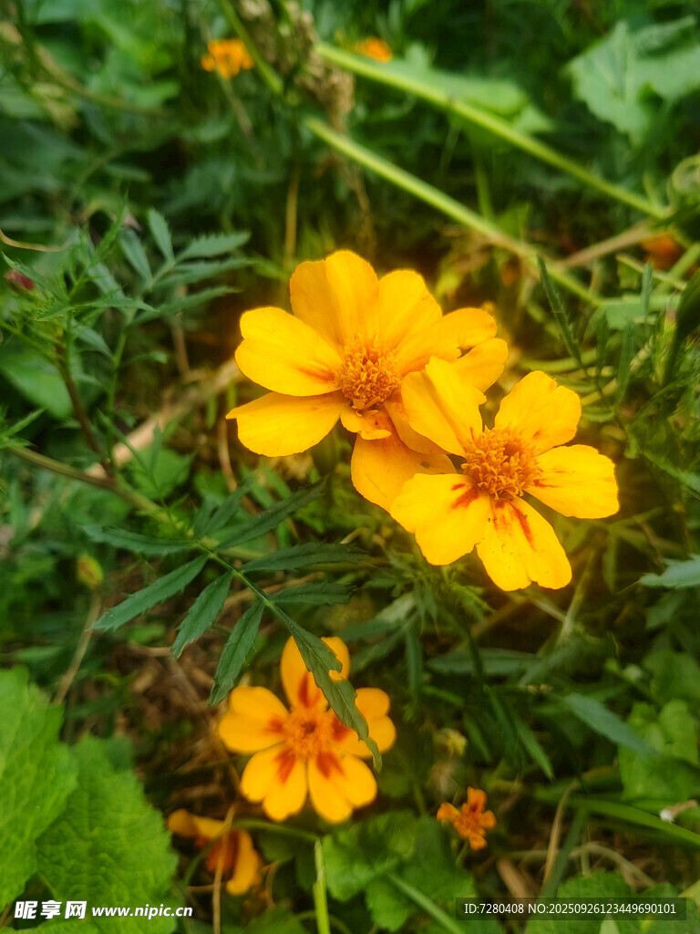 绽放的黄色小花
