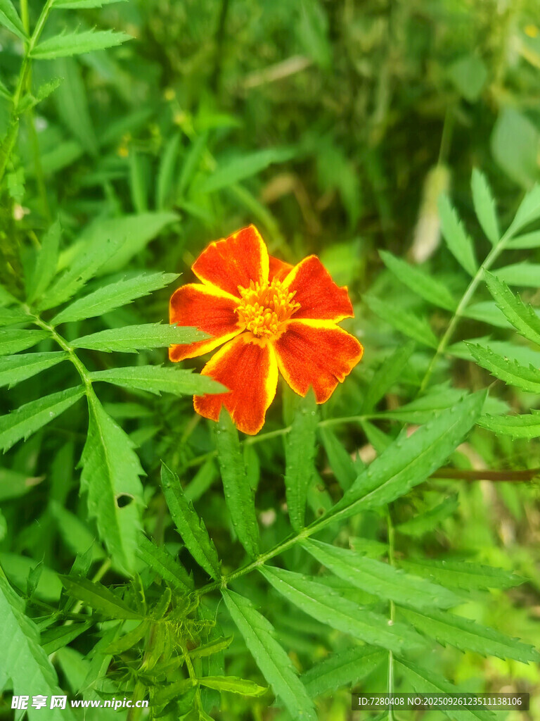 鲜艳橙红花朵绽放绿叶间