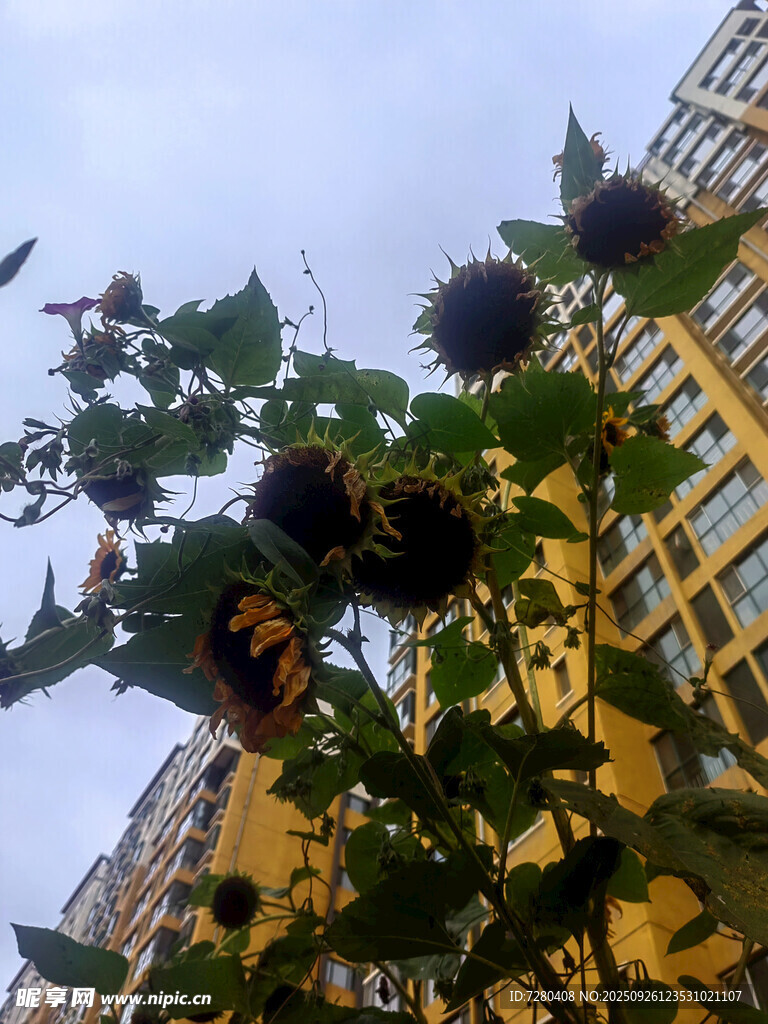 楼前绽放的向日葵