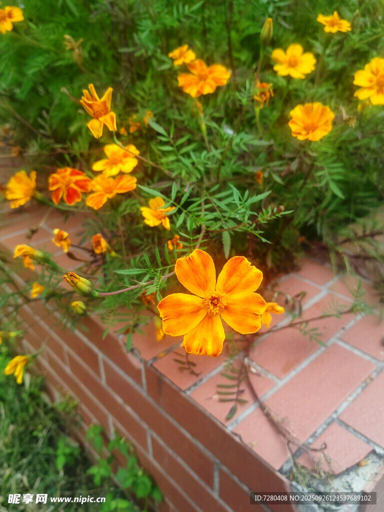 砖边绽放的艳丽黄色花朵
