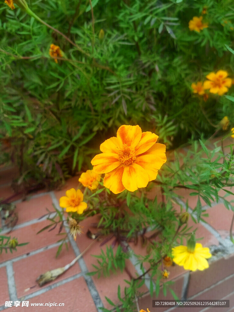 砖缝间绽放的艳丽小黄花