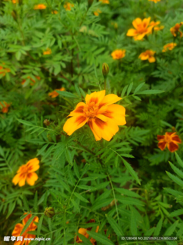 灿烂盛开的橘黄色万寿菊