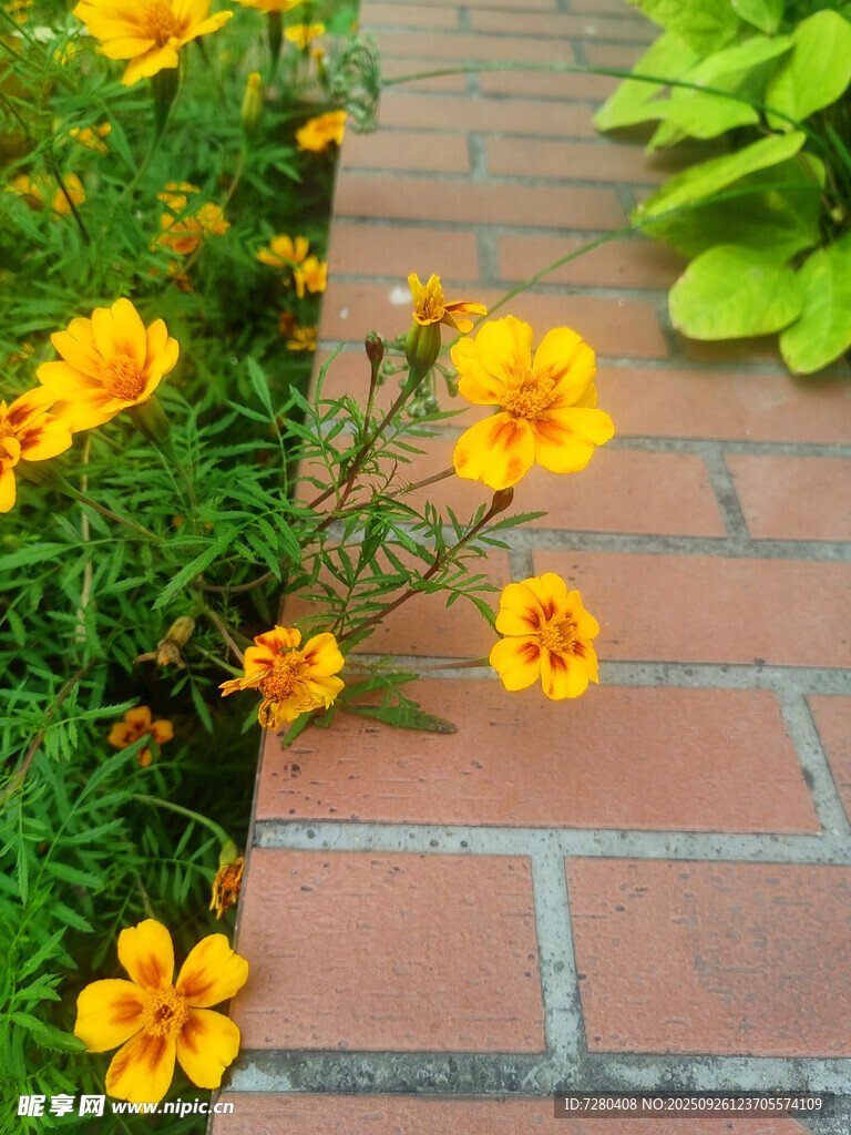 砖路旁绽放的明艳小黄花