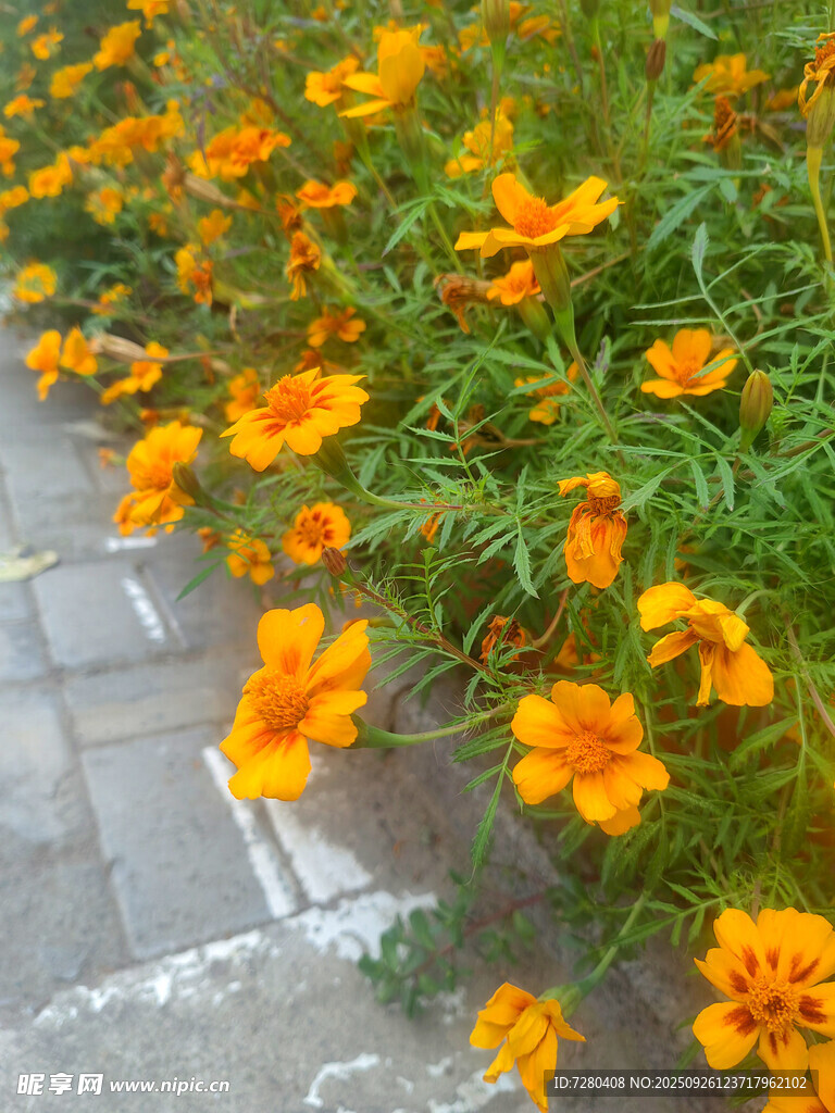 路边绽放的鲜艳橙色花朵