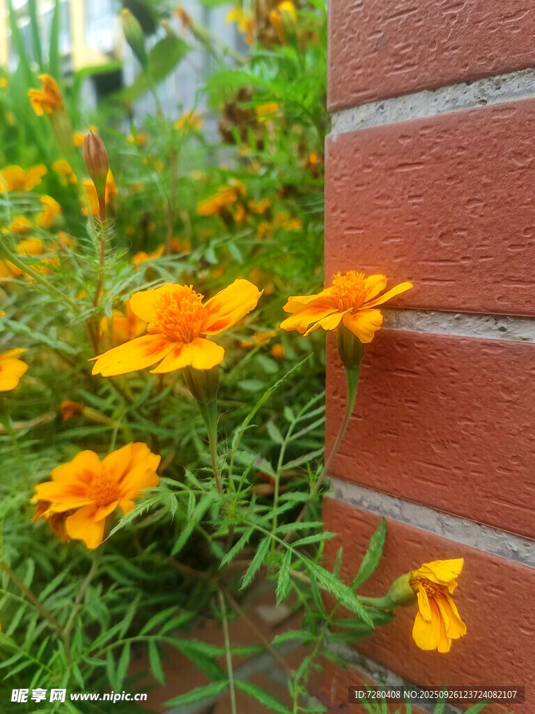 墙边绽放的明艳小黄花