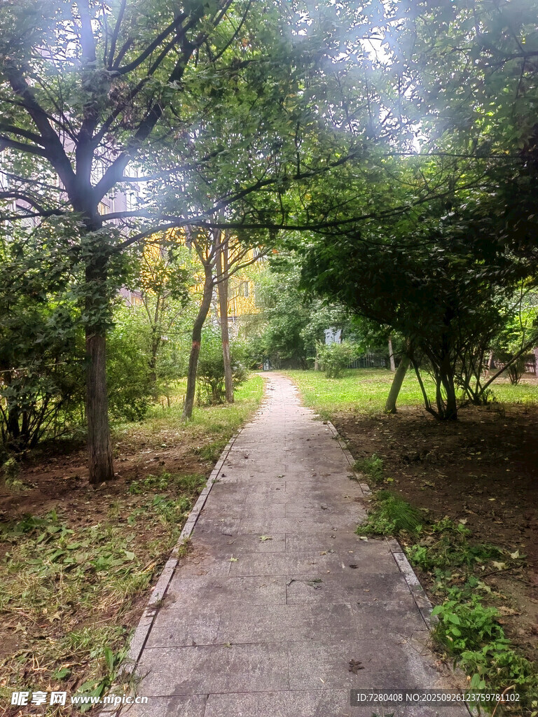 林间幽静小道绿意盎然