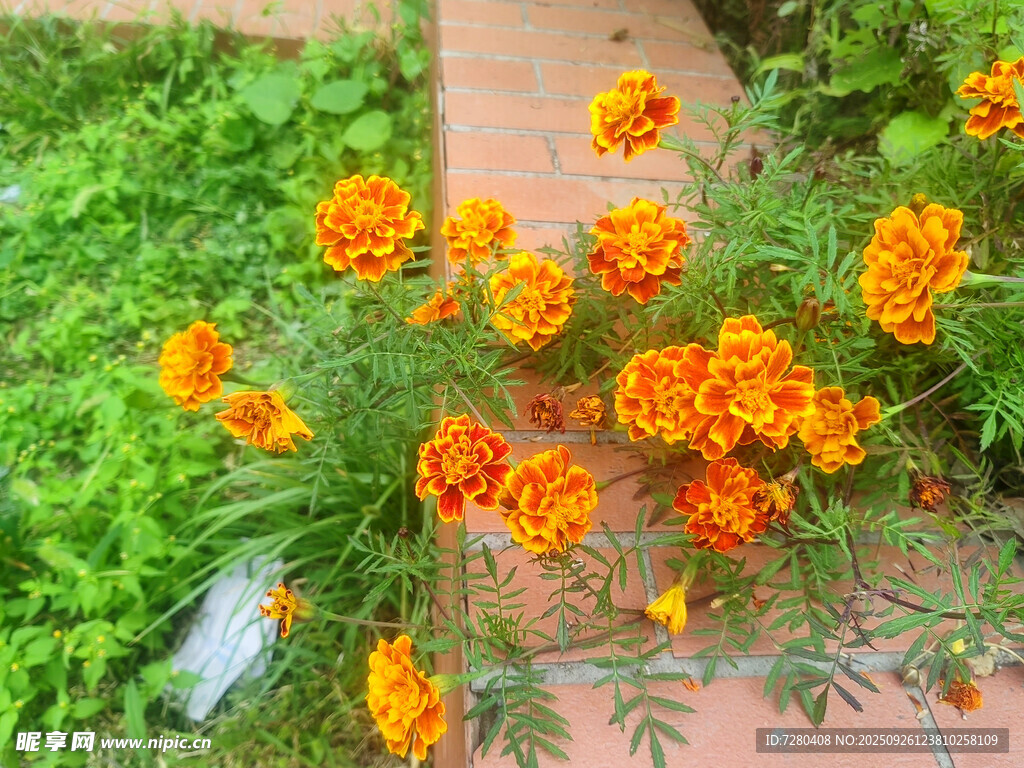 墙边绽放的鲜艳万寿菊