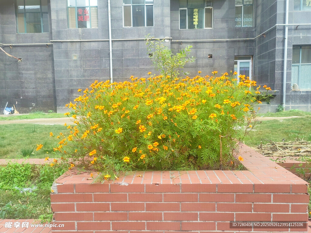 红砖花坛中的灿烂小黄花