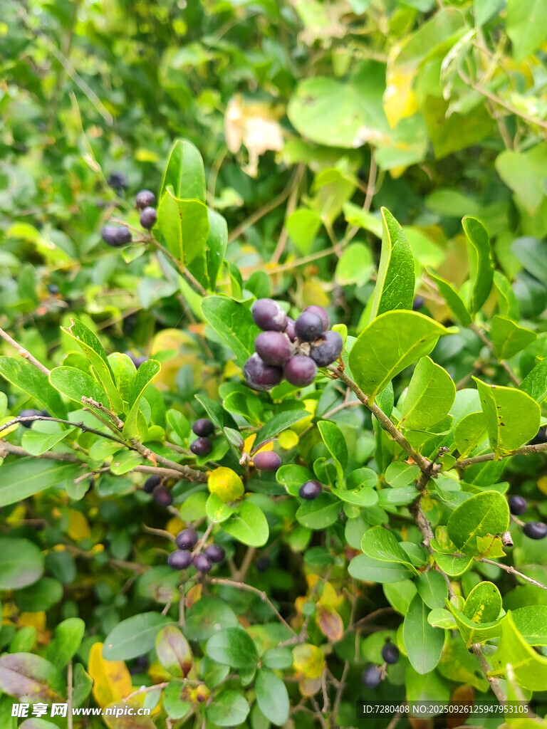 绿叶间的紫黑浆果